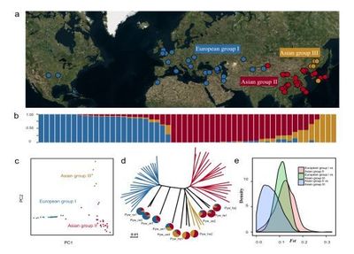 南京農業(yè)大學梨課題組揭示梨的起源、分化與馴化歷程