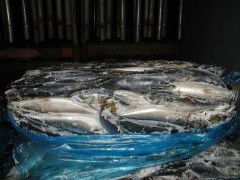 韓國鮐魚簡加工水產品 便捷與美味的融合